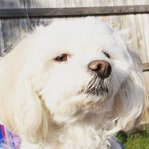 Meet your Posher, Sam